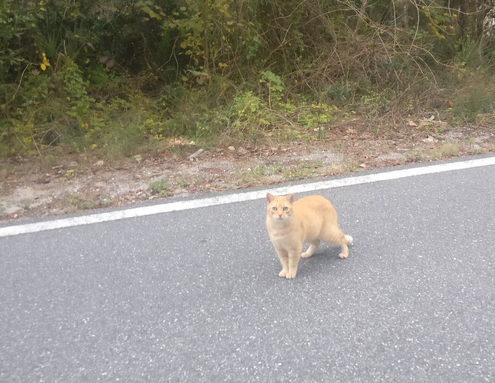 An orange cat in the road at Cedar Key