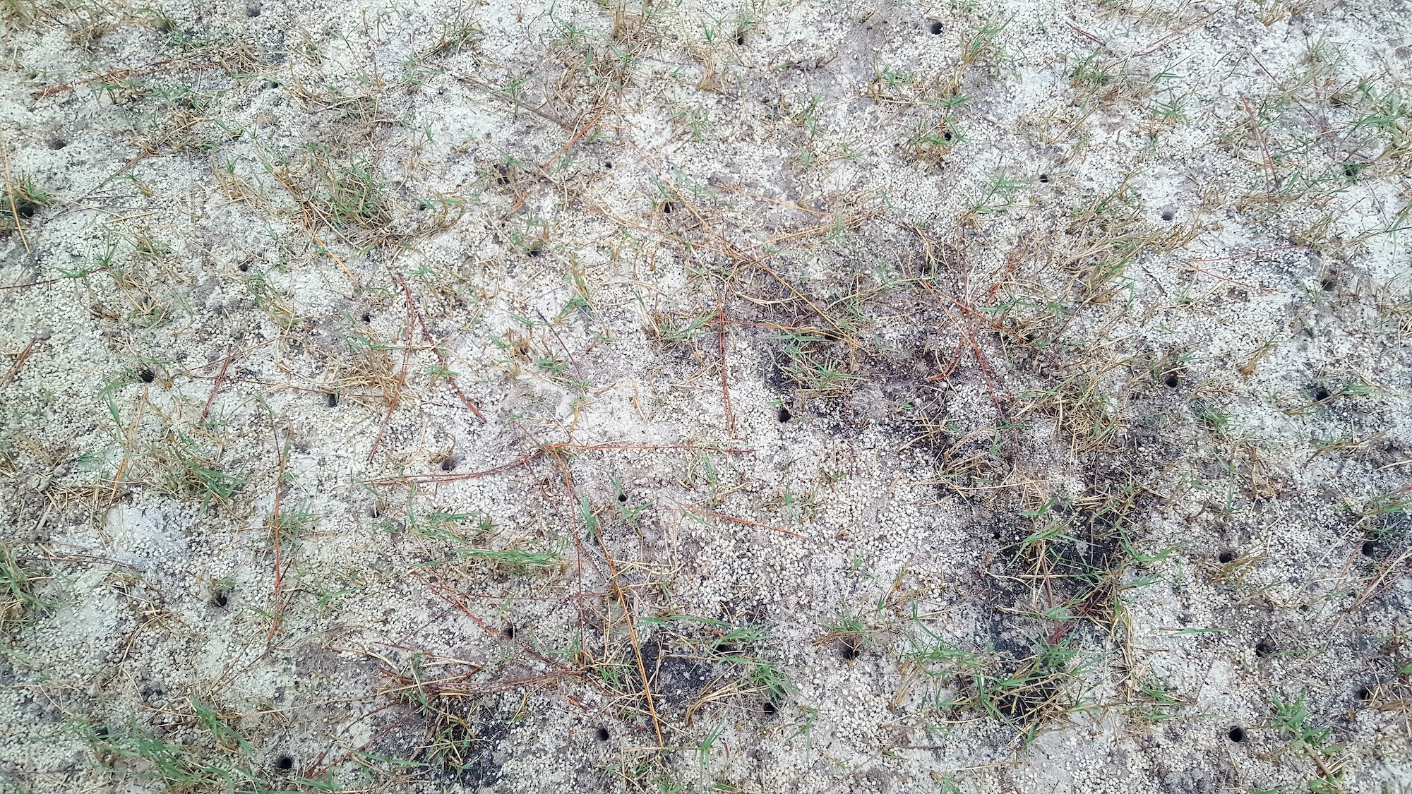 Tiny little crabs burrowed into each of those holes in the sand