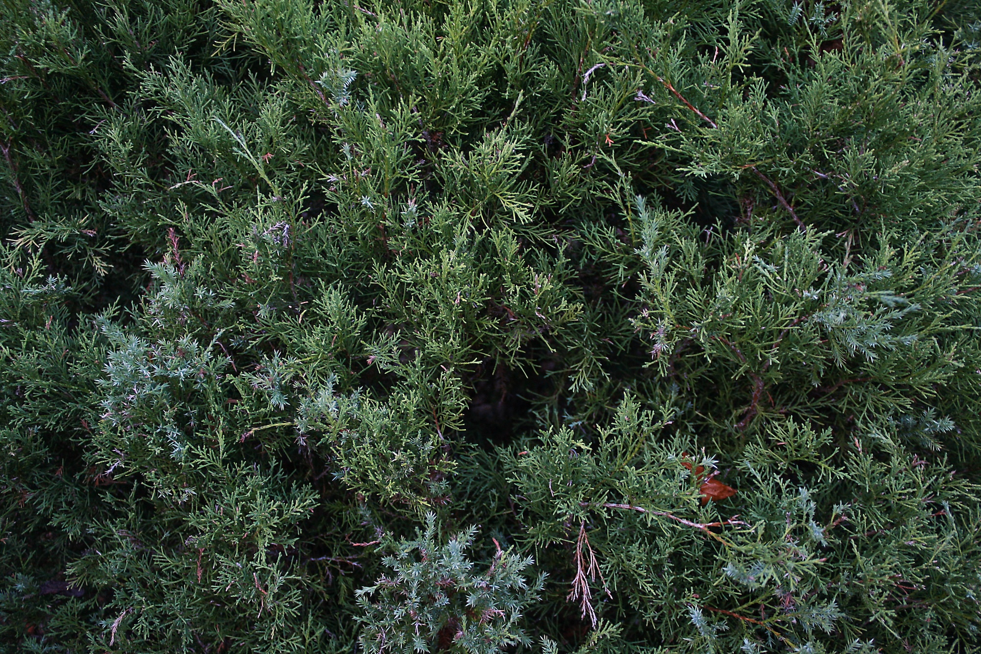 Closeup of a Christmas Tree at a farm