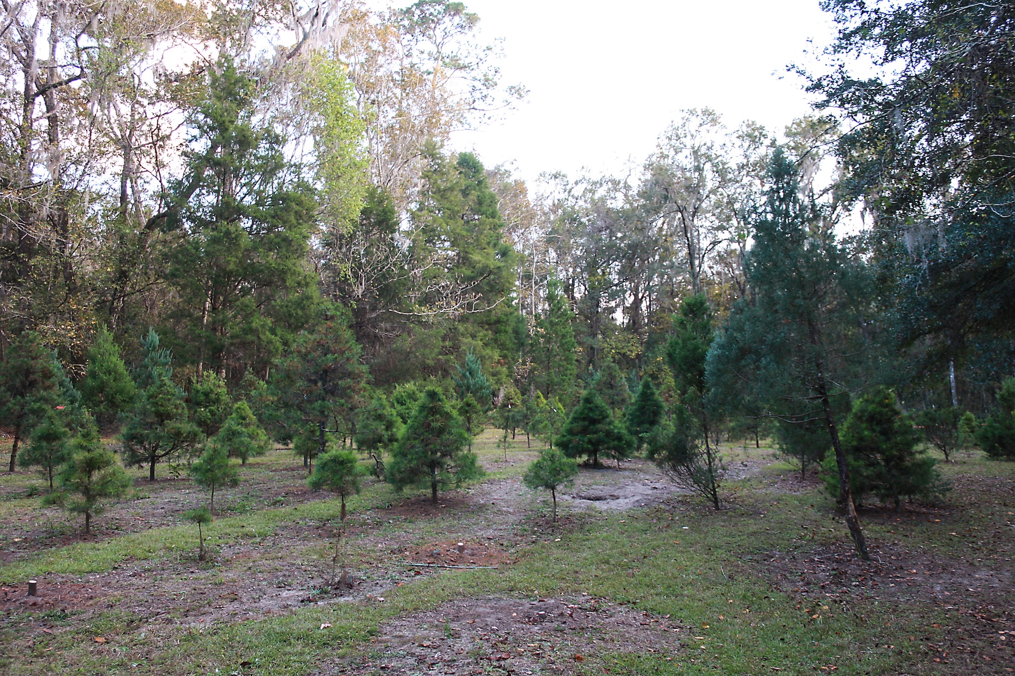 A Florida Christmas tree farm