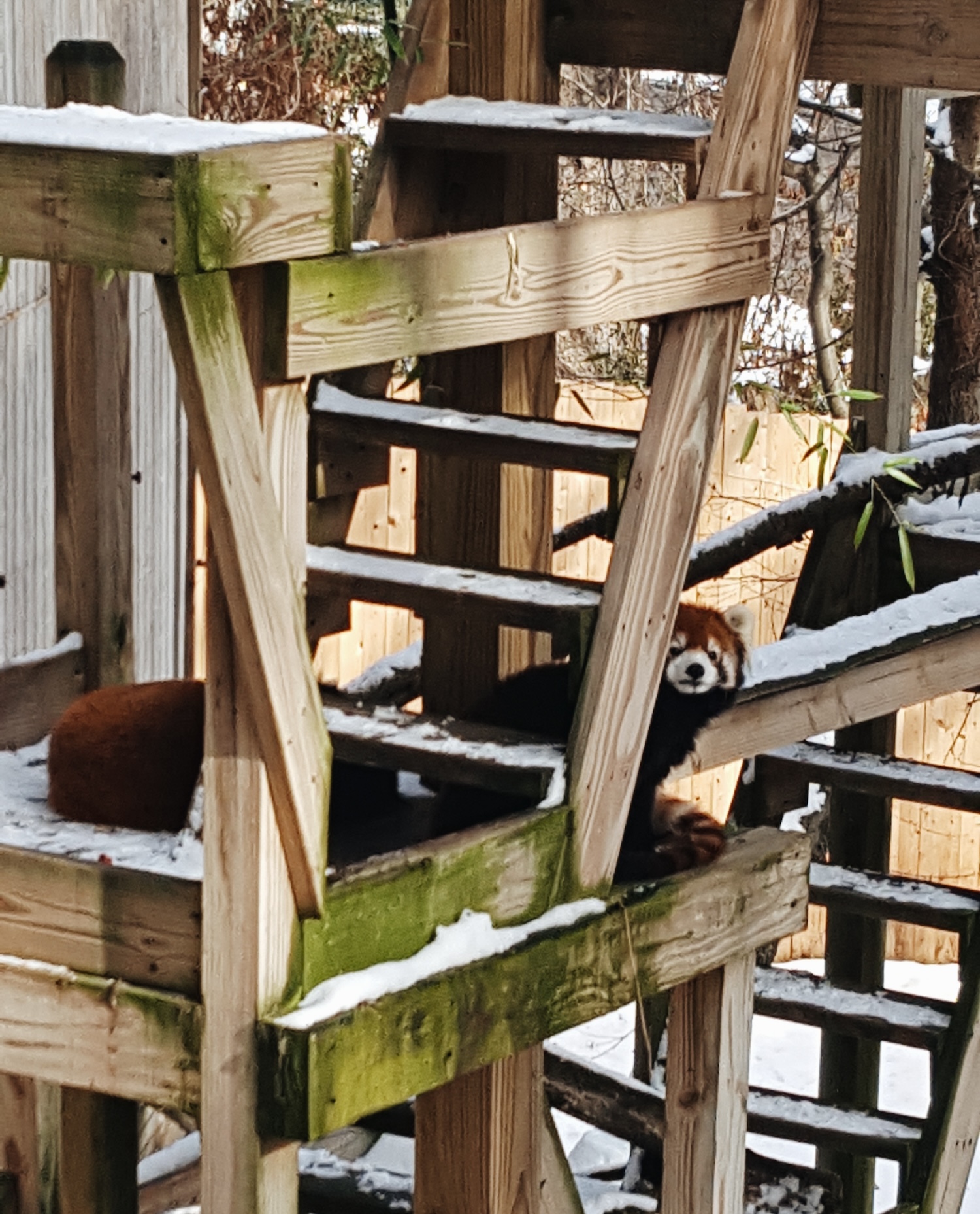 A red panda peeks out at the Providence Zoo