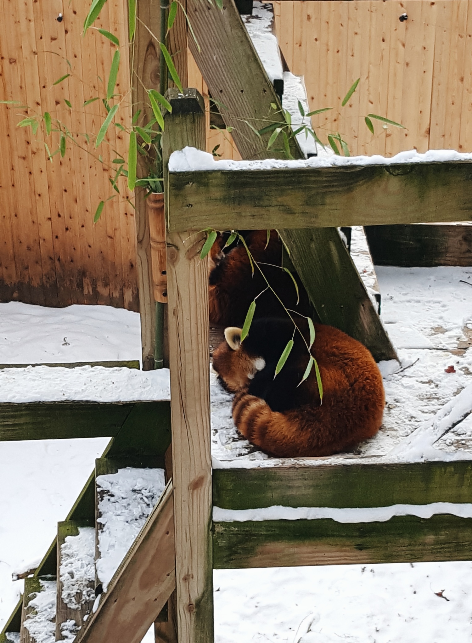 A sleepy red panda at the Providence Zoo