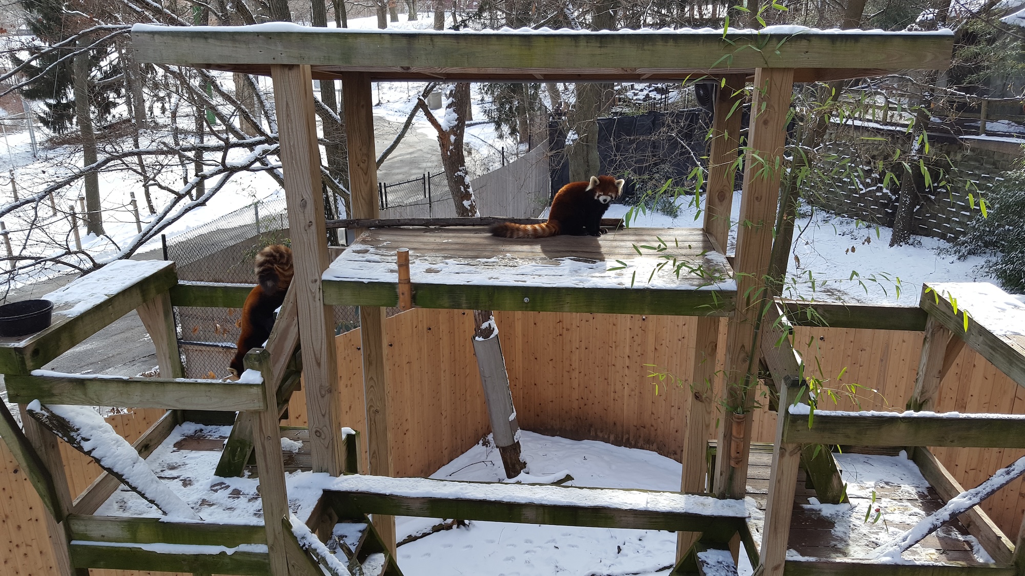 Red pandas in the Providence Zoo