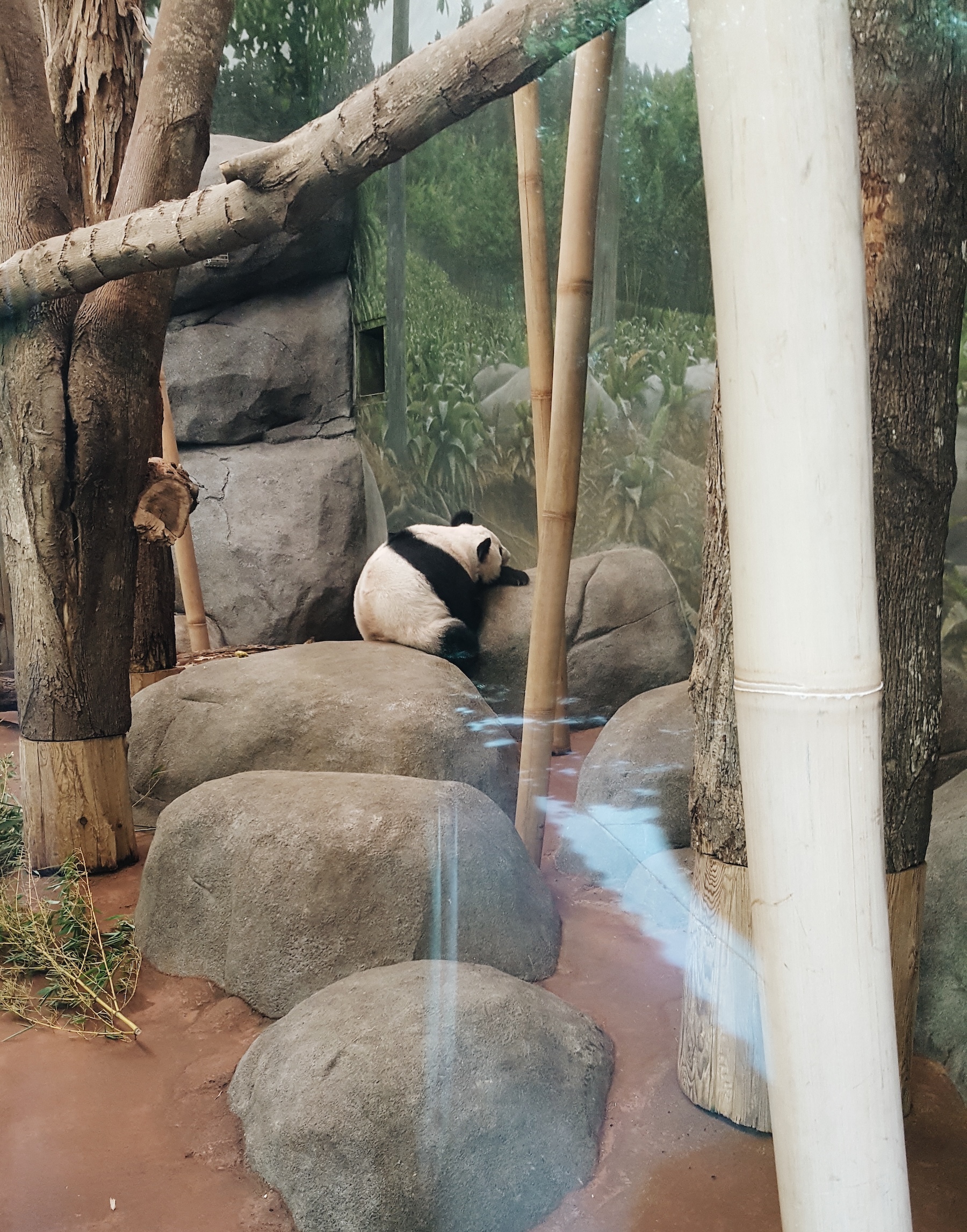 A panda in a zoo enclosure