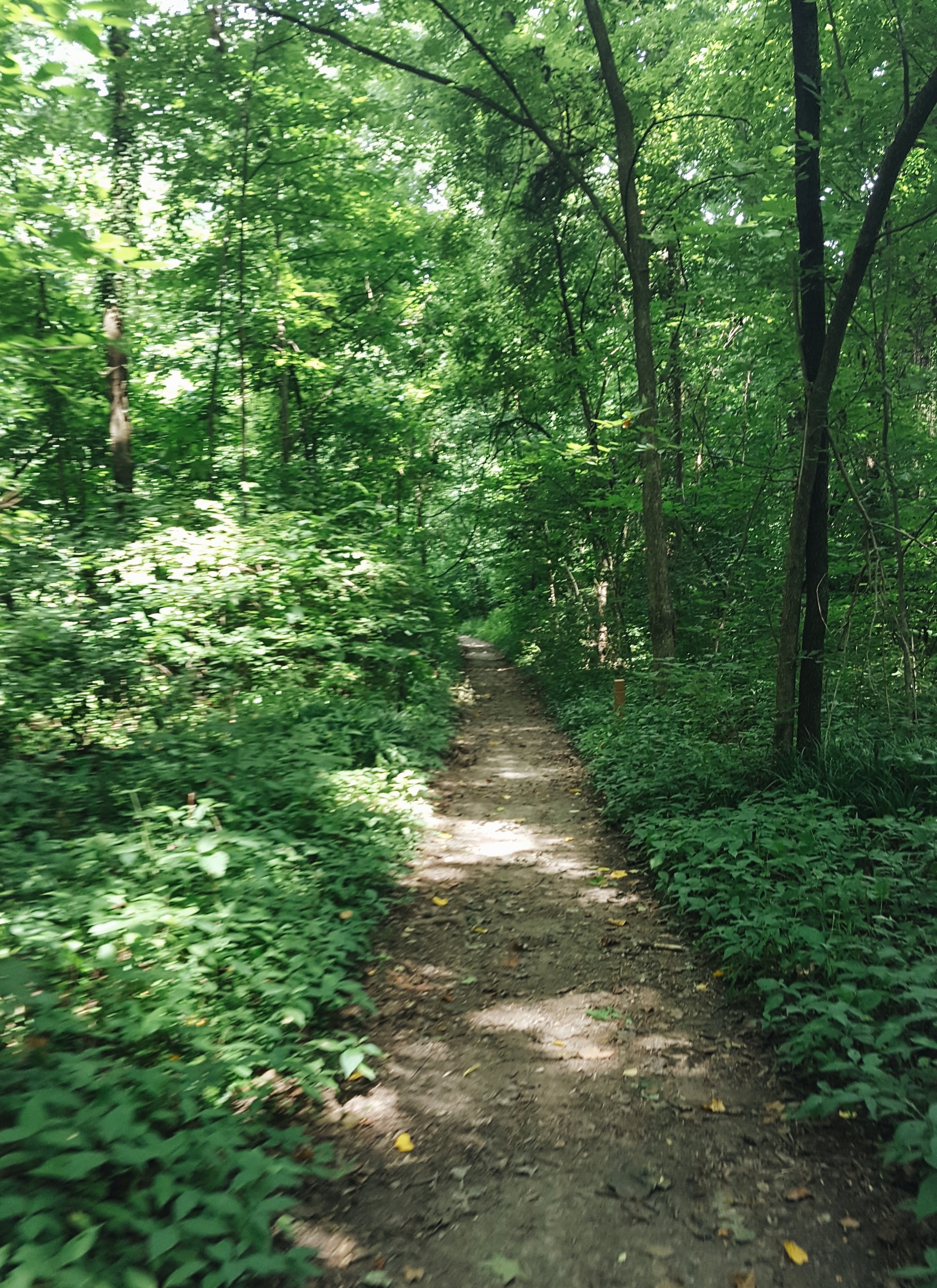 A trail through Overton Park in Memphis