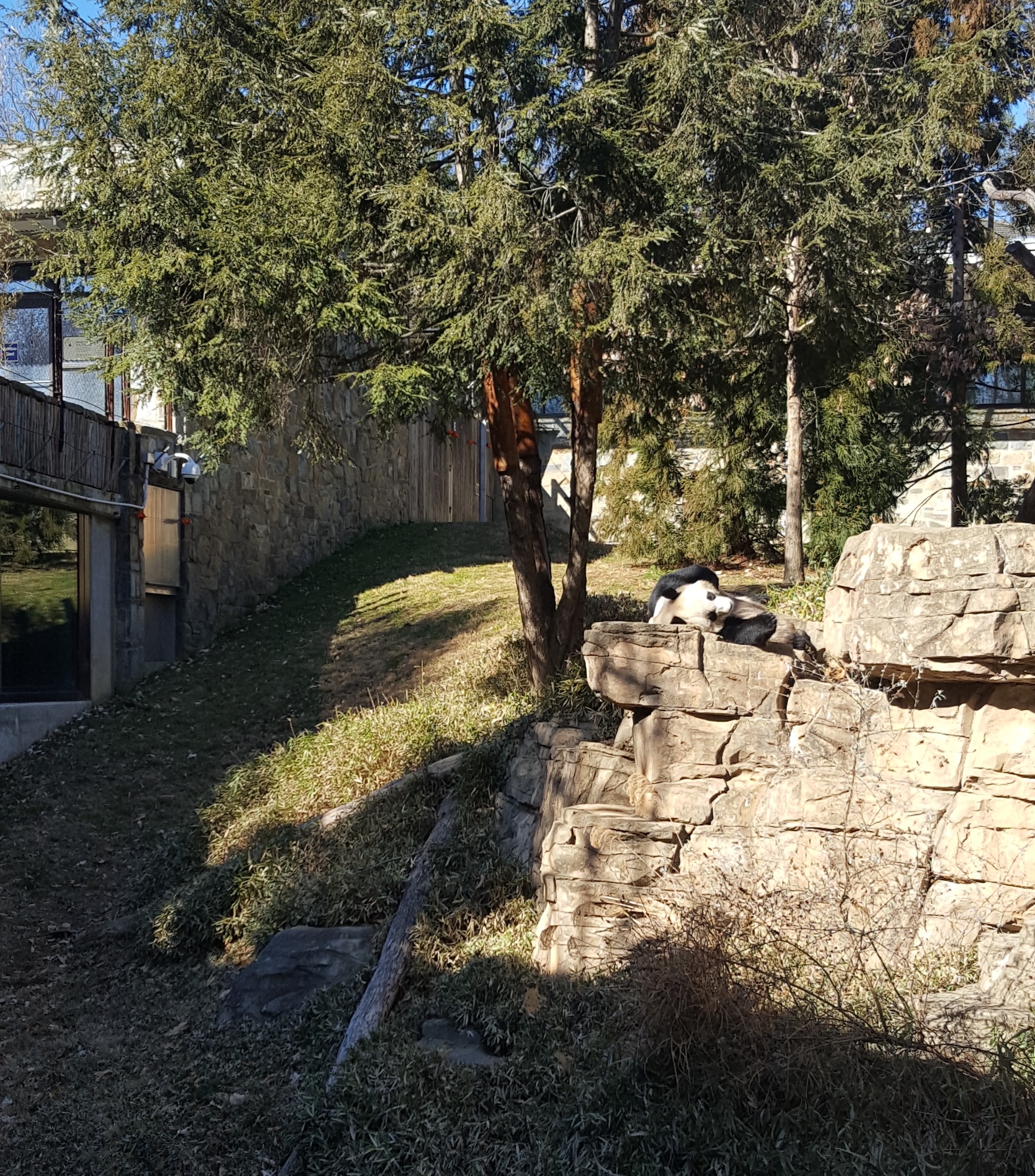 A Giant Panda at the National Zoo