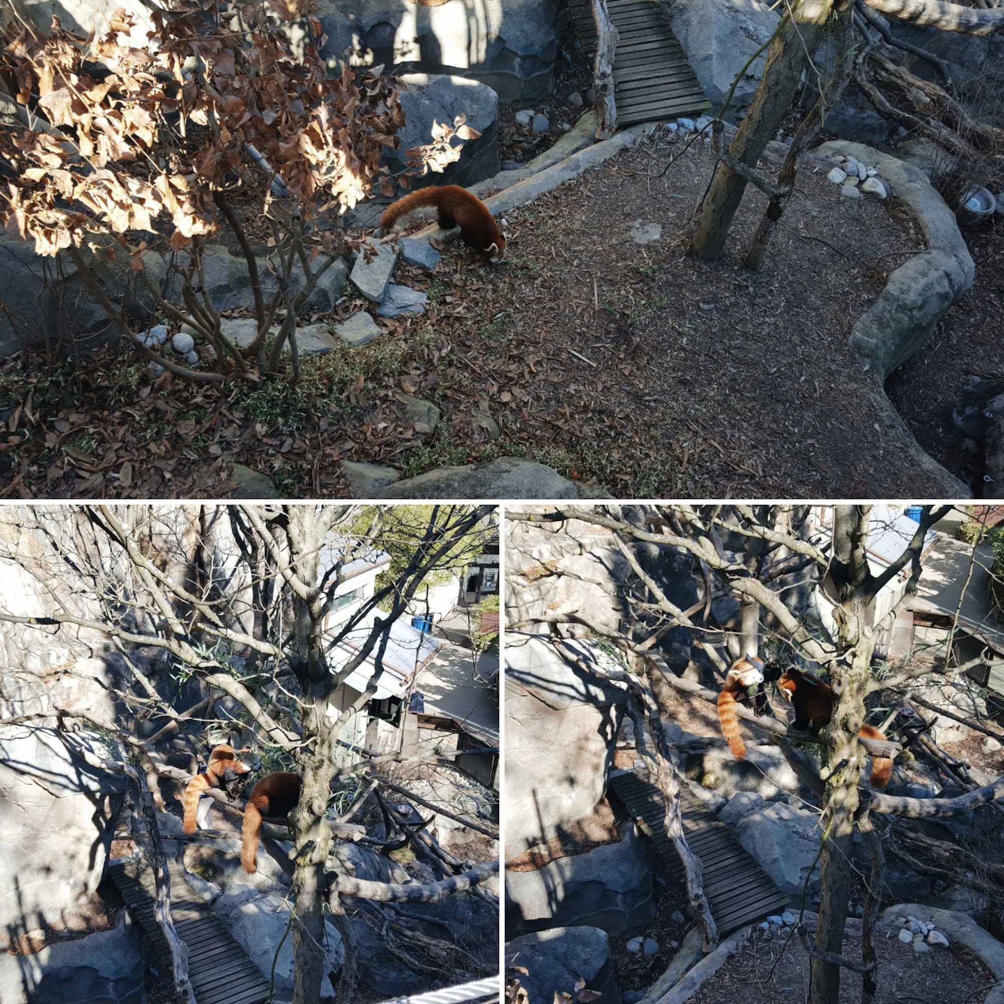 Red Pandas at the National Zoo in Washington D.C.