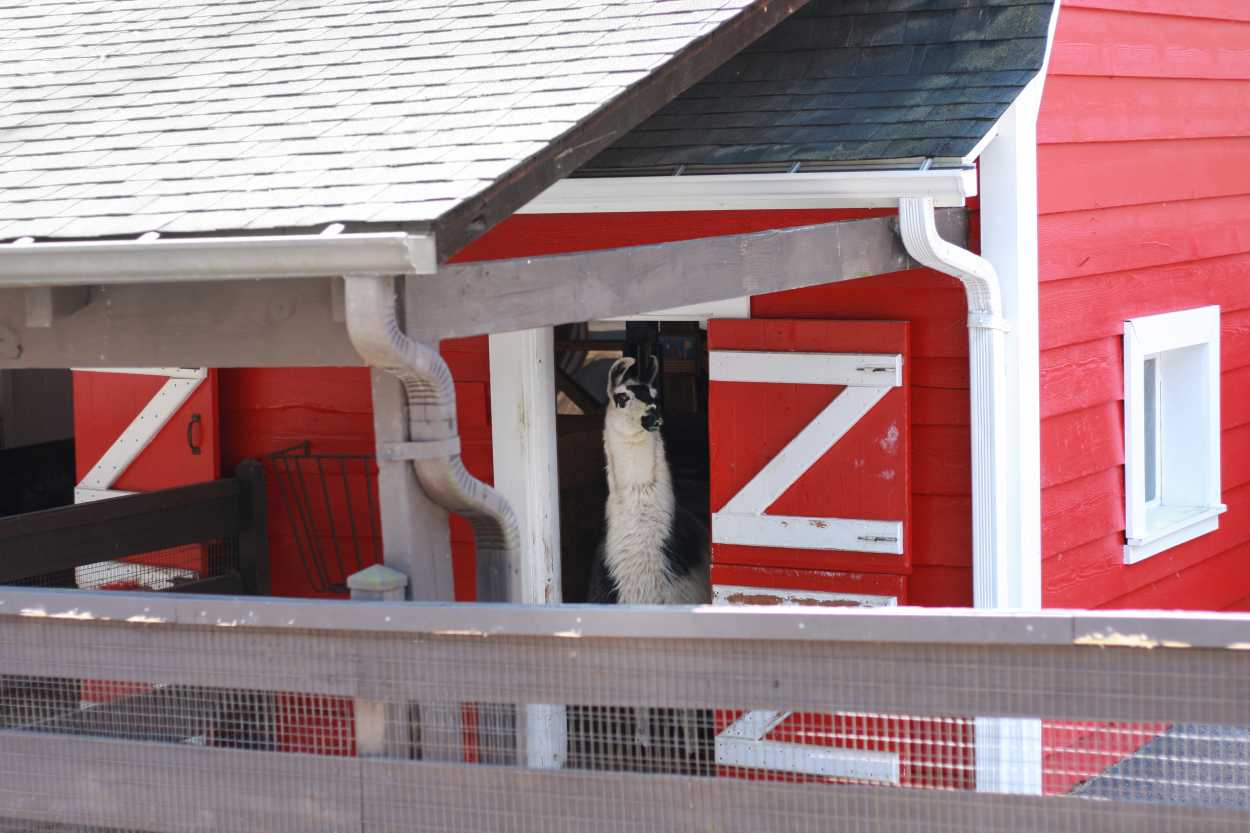 Oglebay Good Zoo farm animals barn