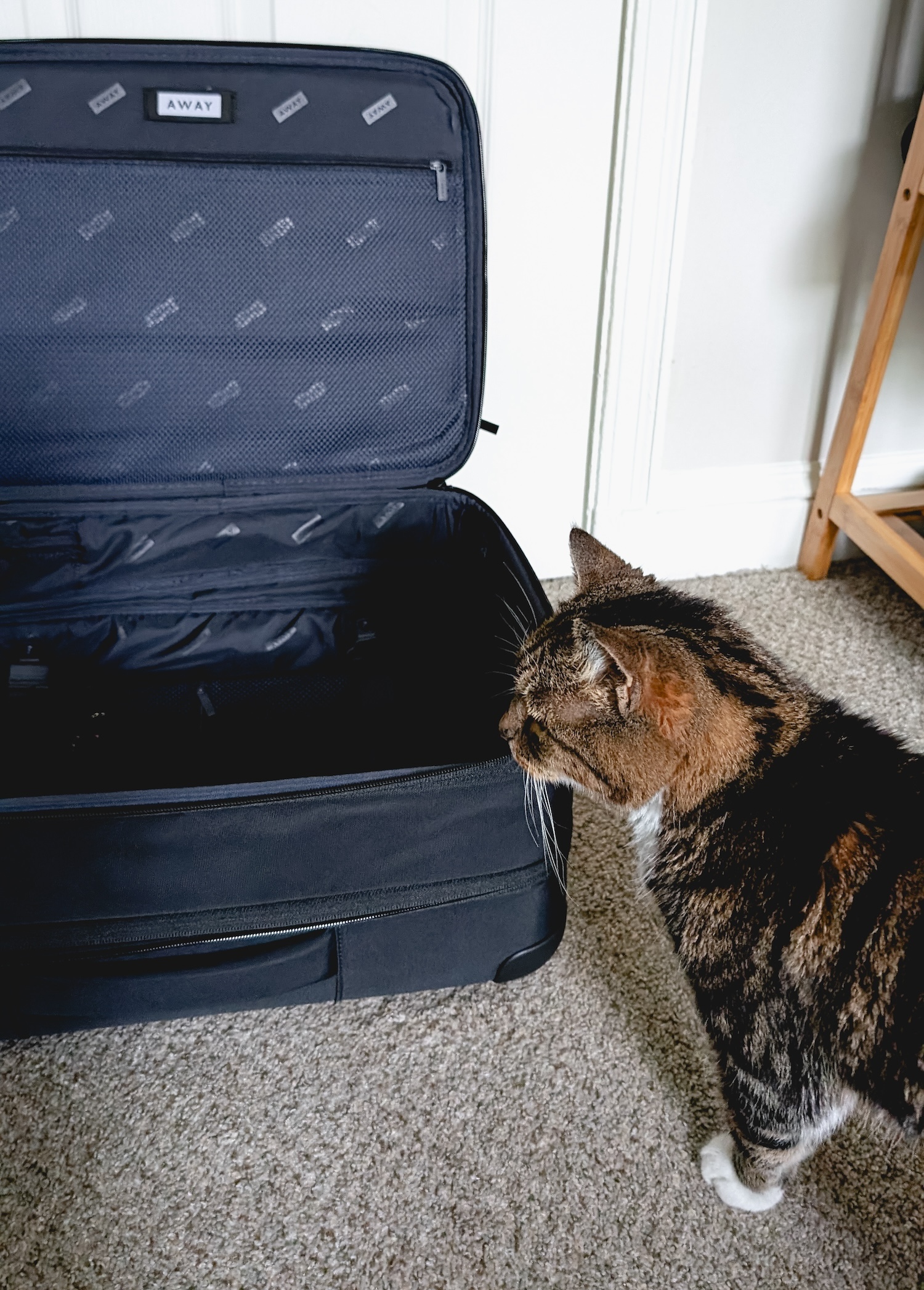 Meow looks into a suitcase