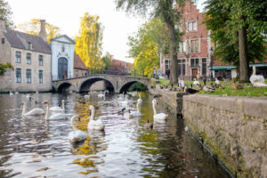 Swans swim along a waterway in Bruges