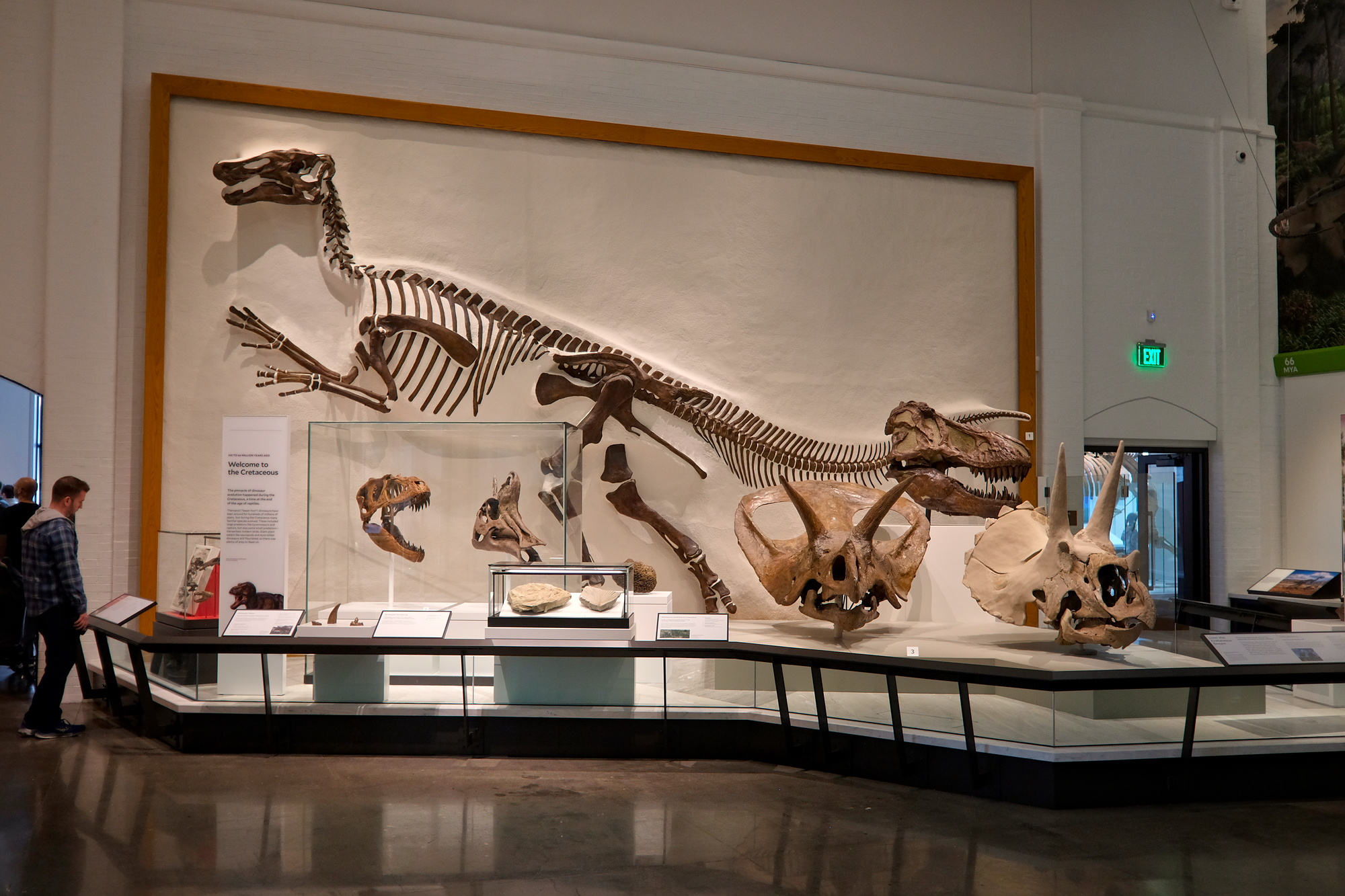 Dinosaur displays at the Yale Peabody Museum