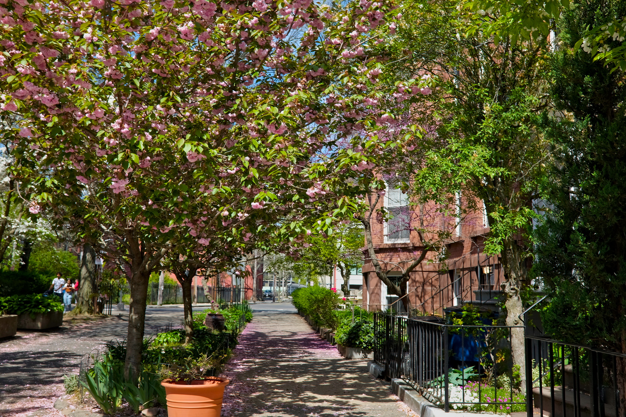 Flowering trees in New Haven