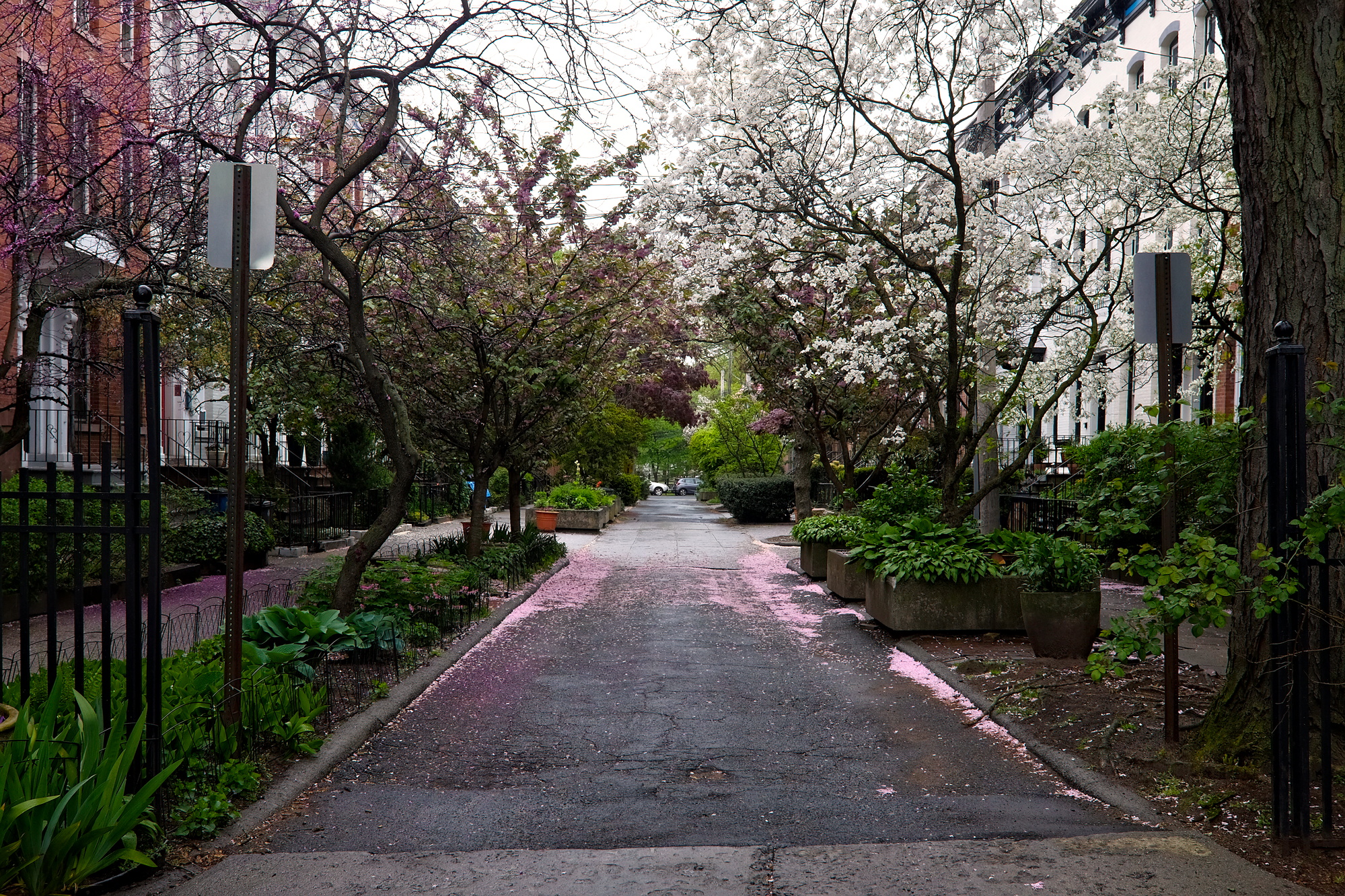 A street lined with blossoming trees in New Haven