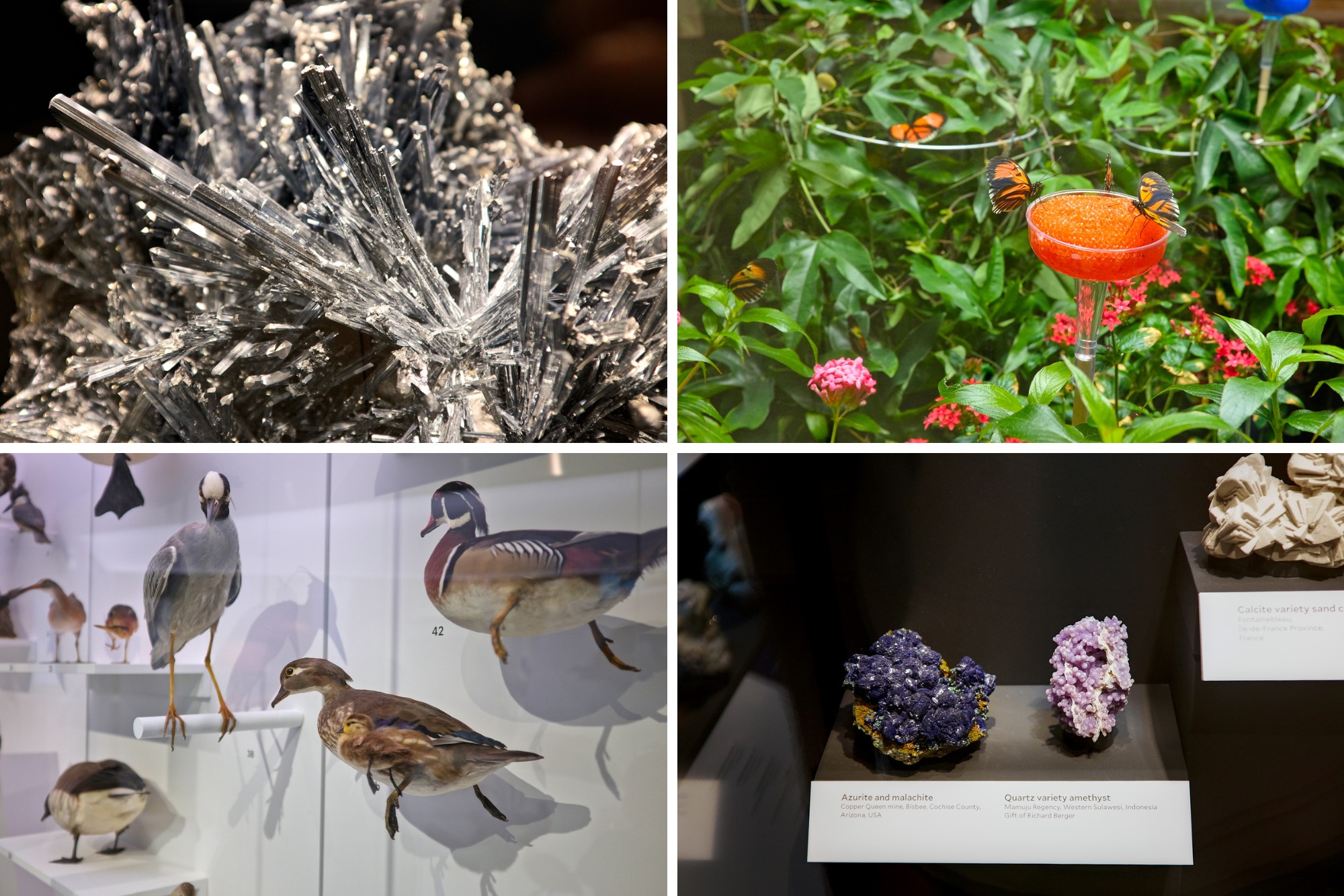 Rocks, gems, butterflies, and taxidermied animals at the Yale Peabody Museum