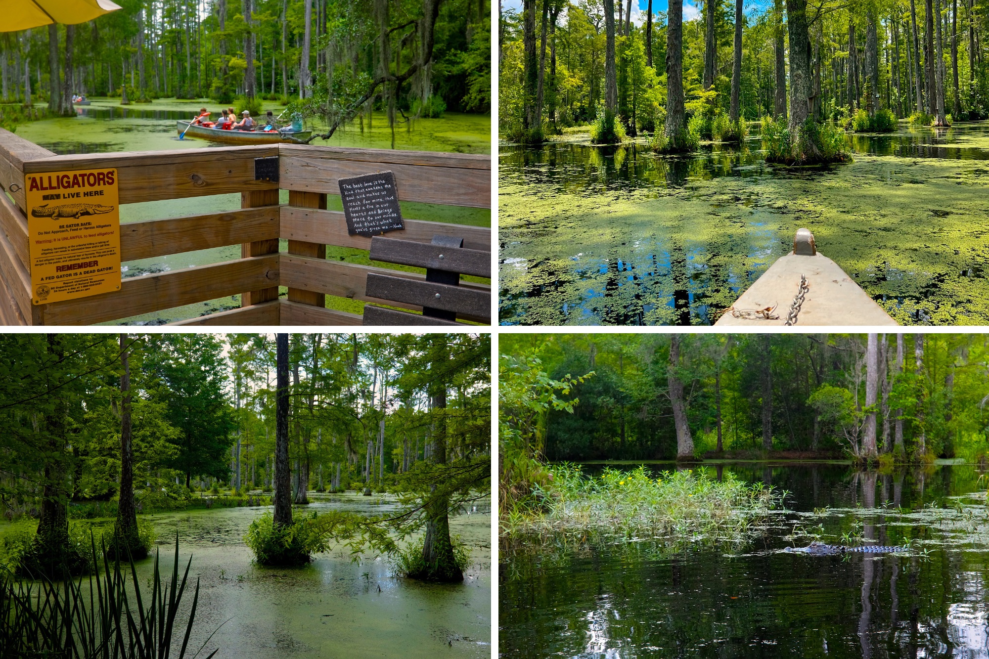 The boat launch and swamp at Cypress Gardens