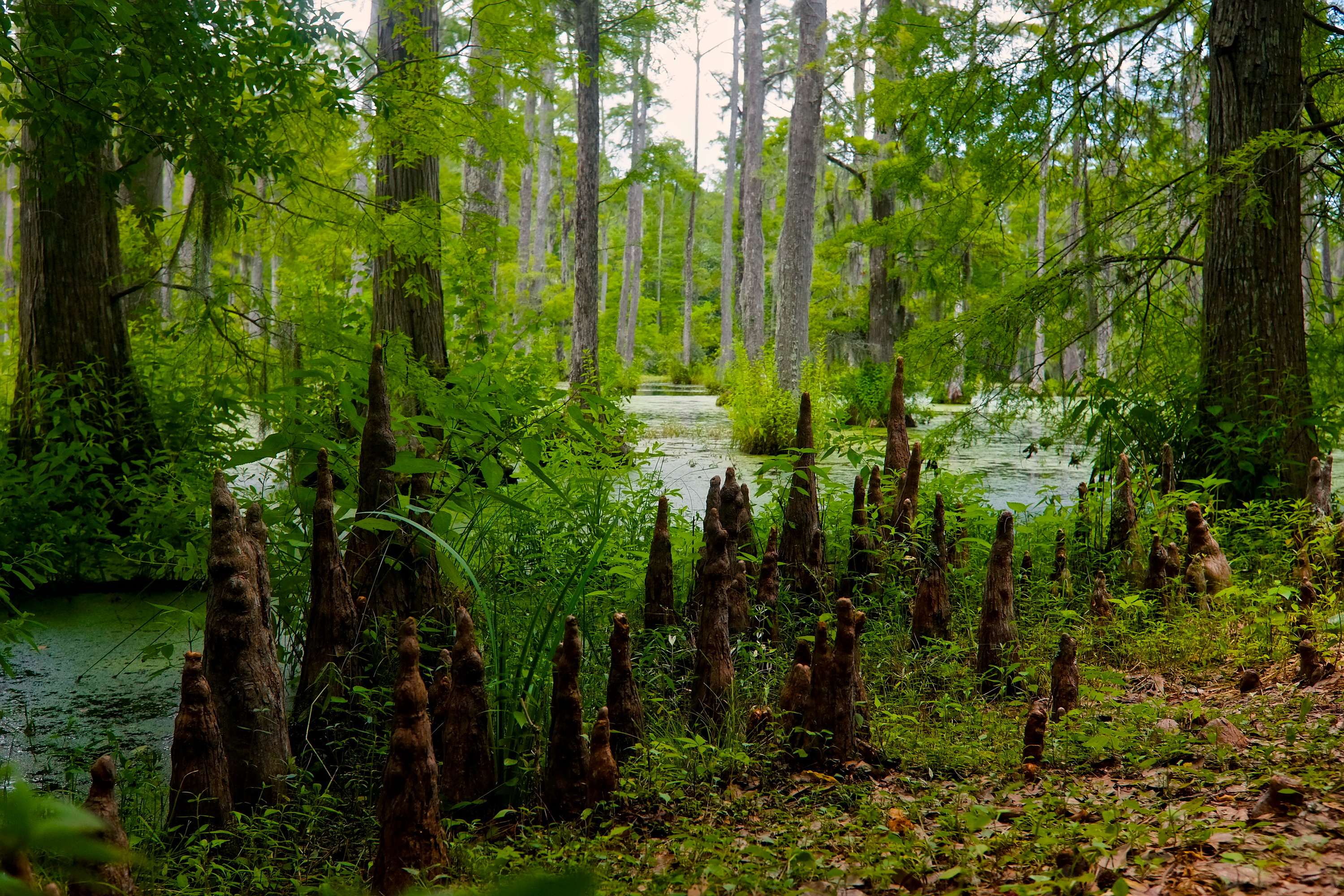 Cypress knees on a trail at Cypress Gardens