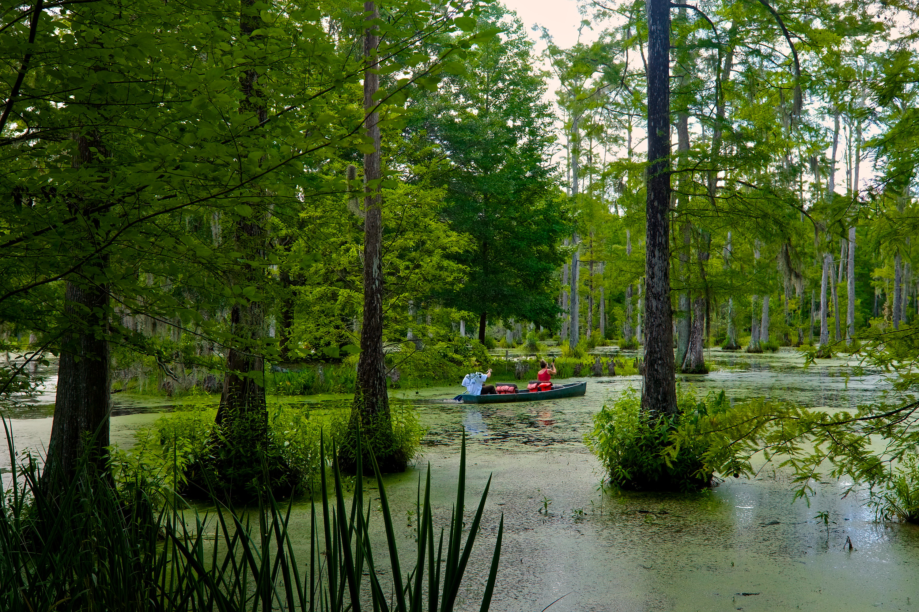 A duo paddles in a boat at Cypress Gardens