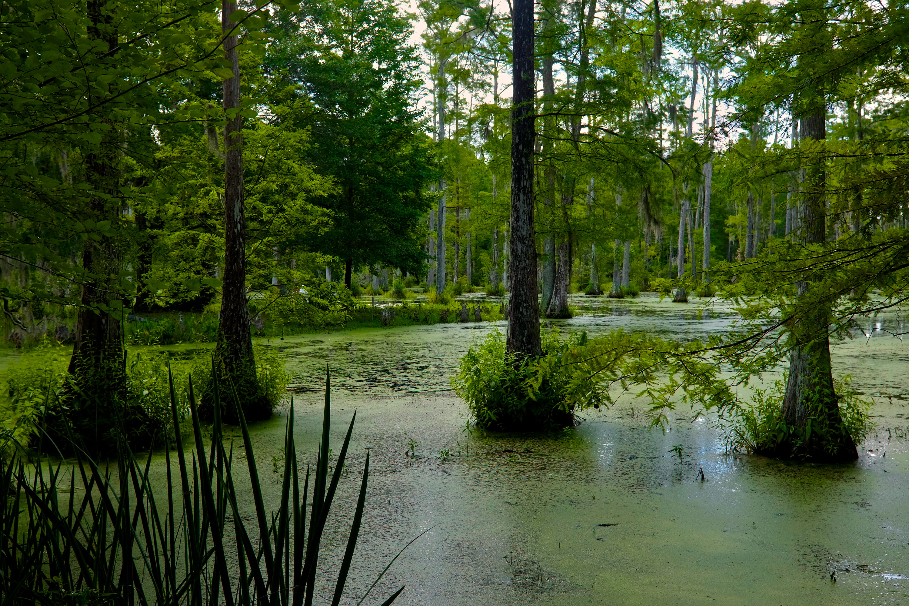 The swamp at Cypress Gardens