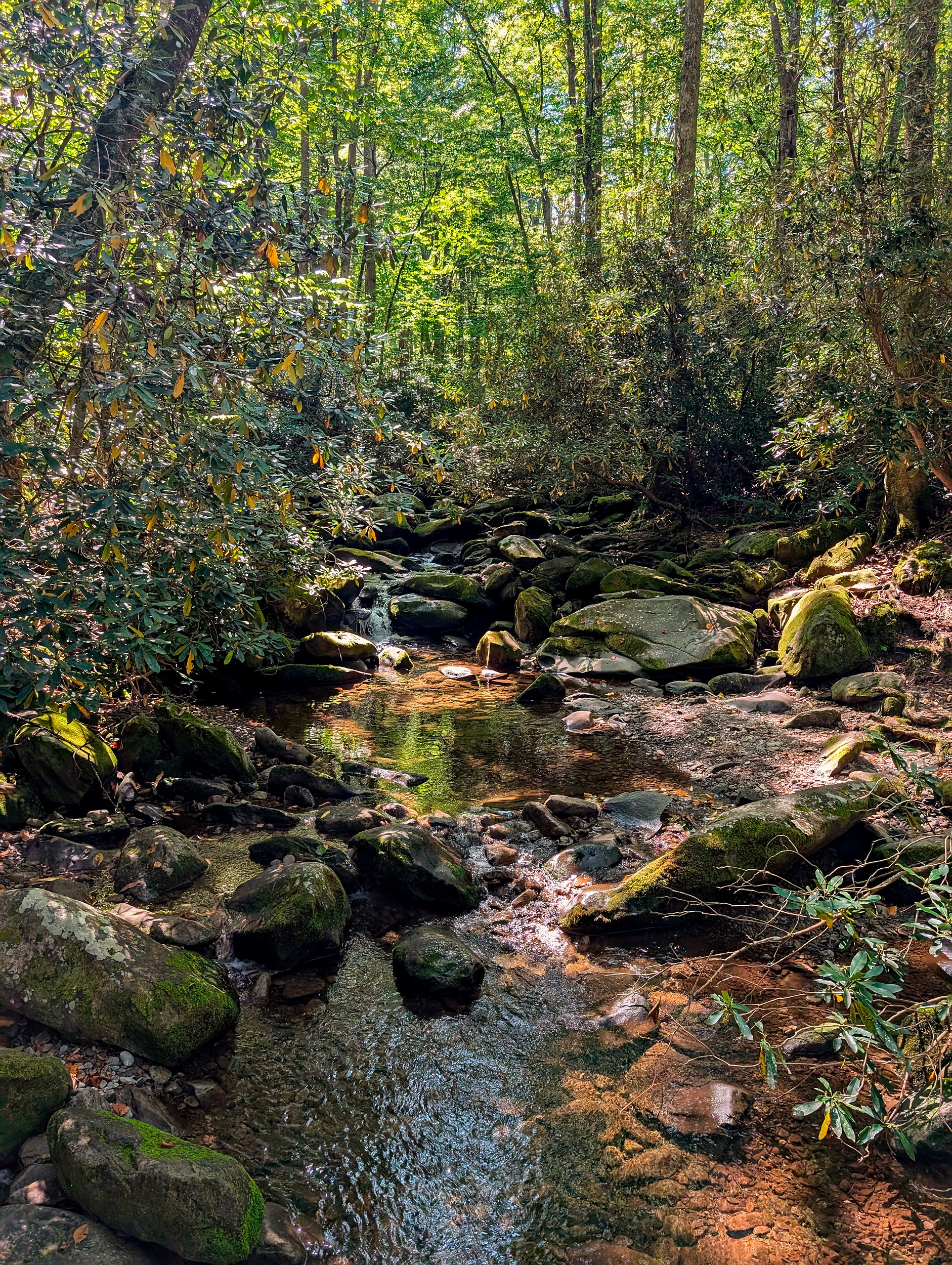 A creek along the trail to Hen Wallow Falls