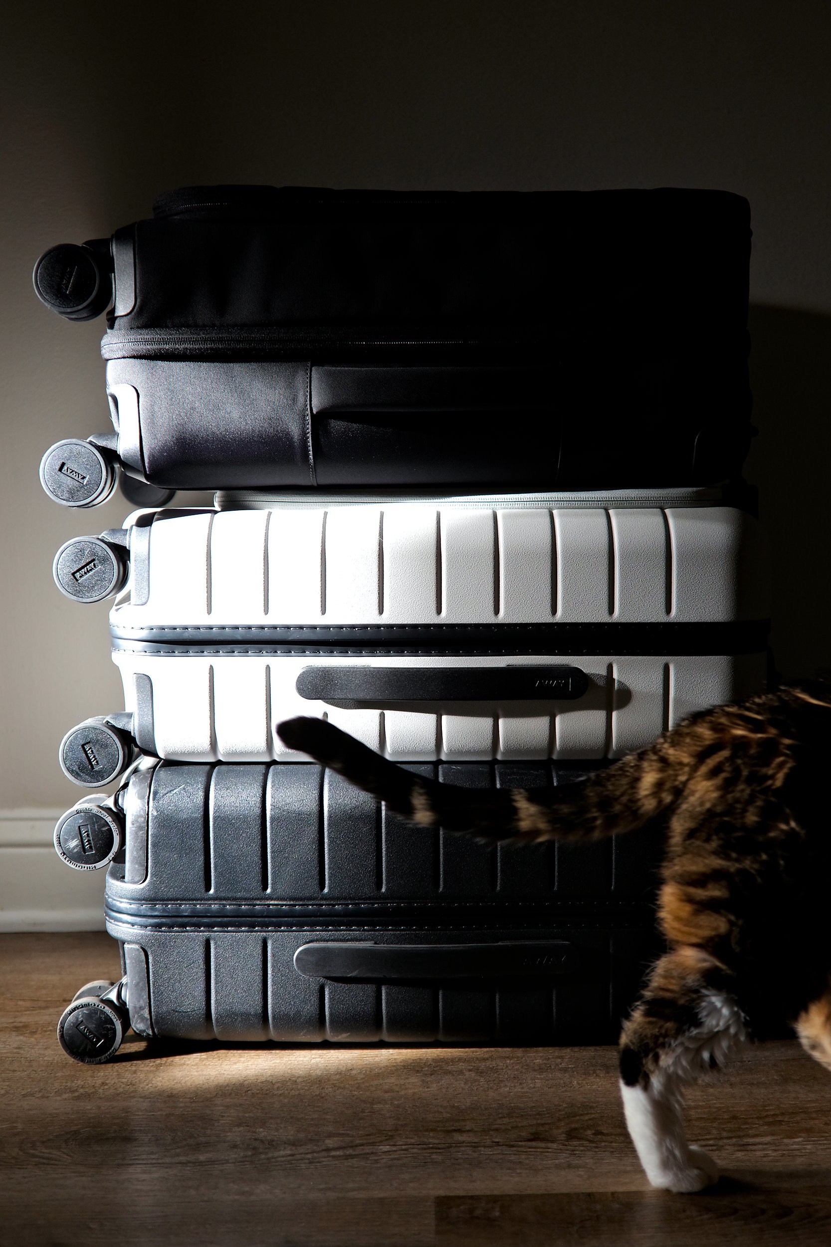 Meow walks by a stack of three Away suitcases 