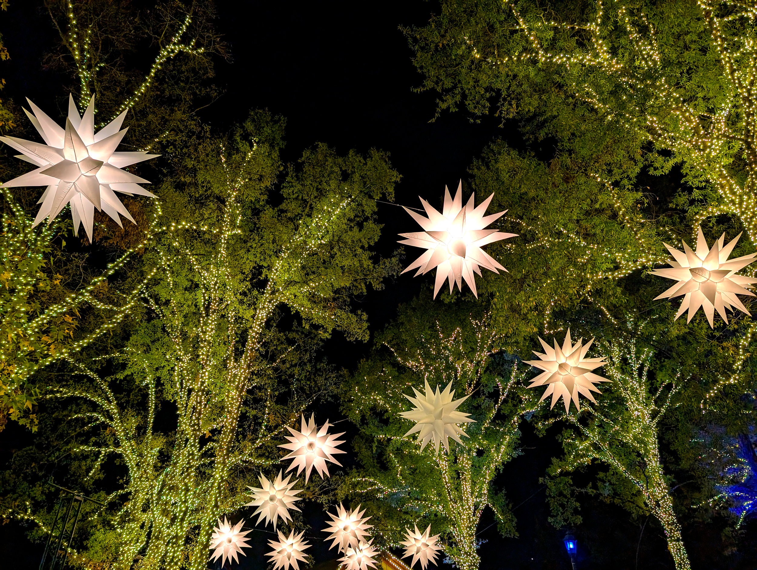 Moravian stars at lights at Carowinds