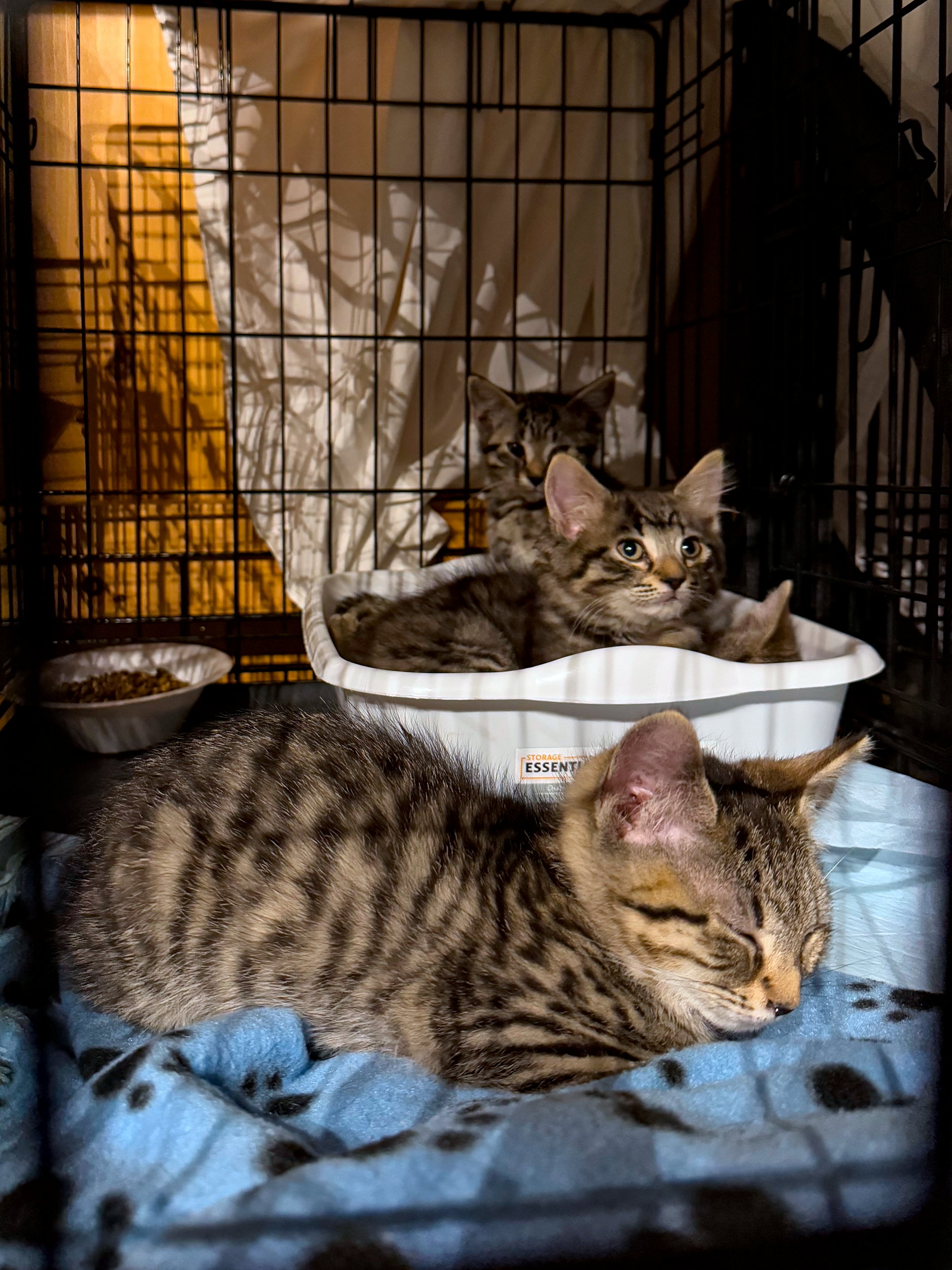 Three kittens waiting to be adopted