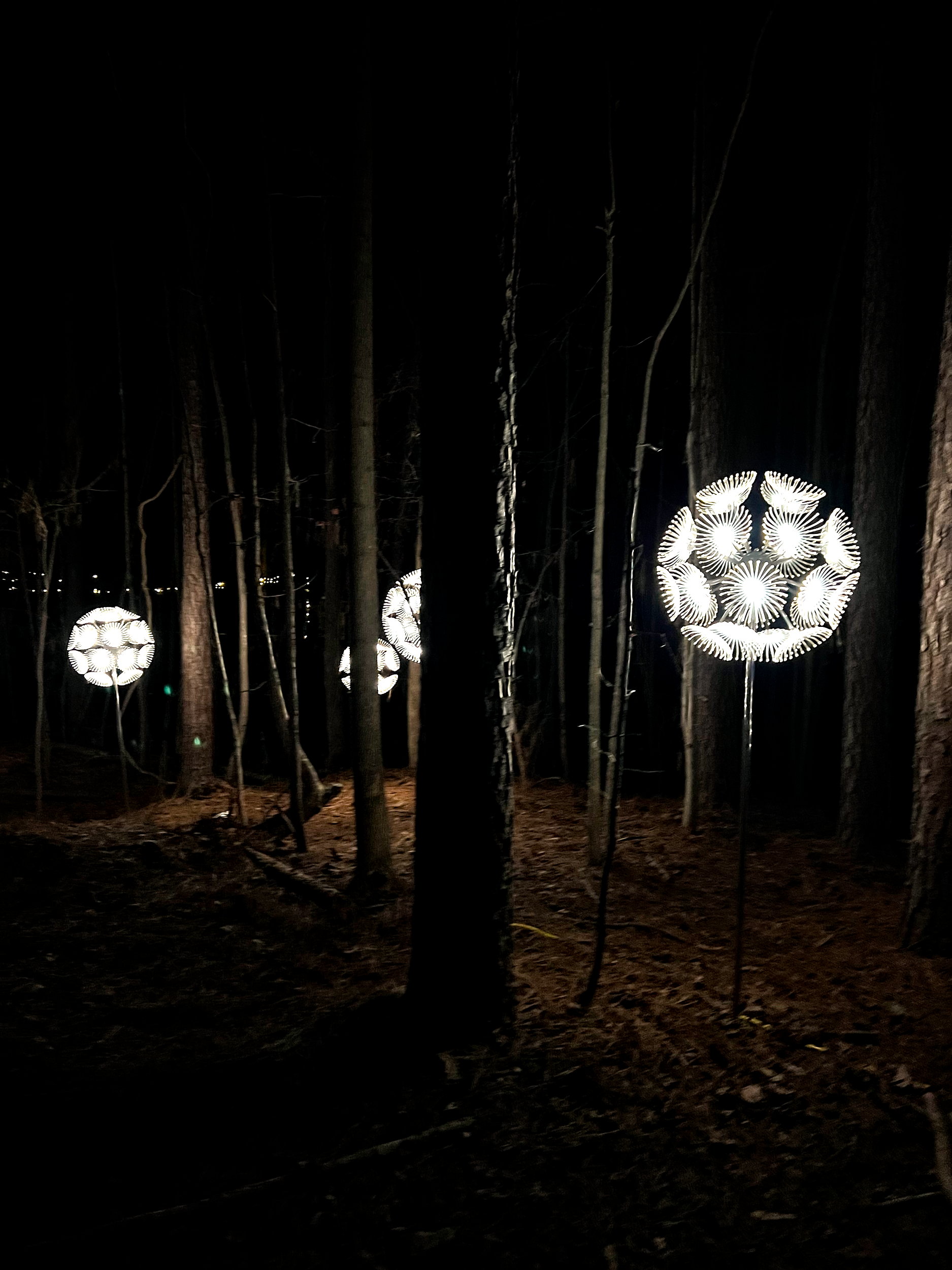 Lights on a trail at the Whitewater Center