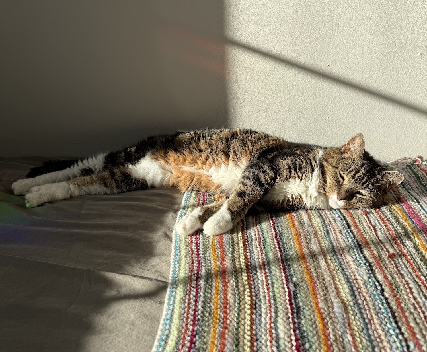 Meow on a bed in the sunshine