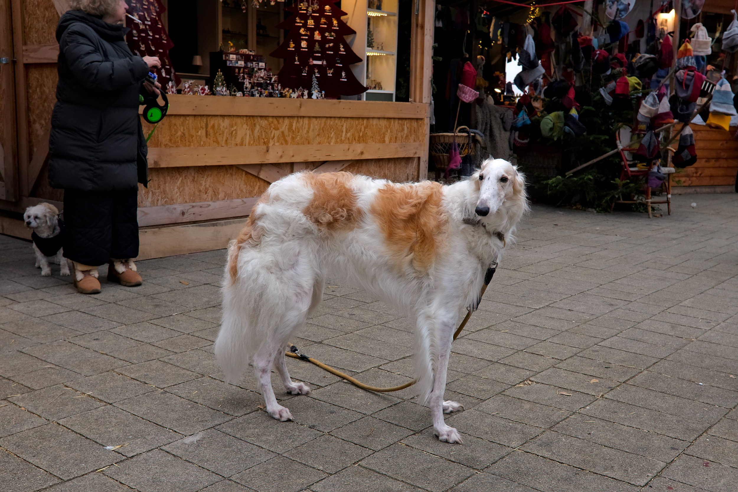 Dogs at Art Advent Christmas Market in Vienna