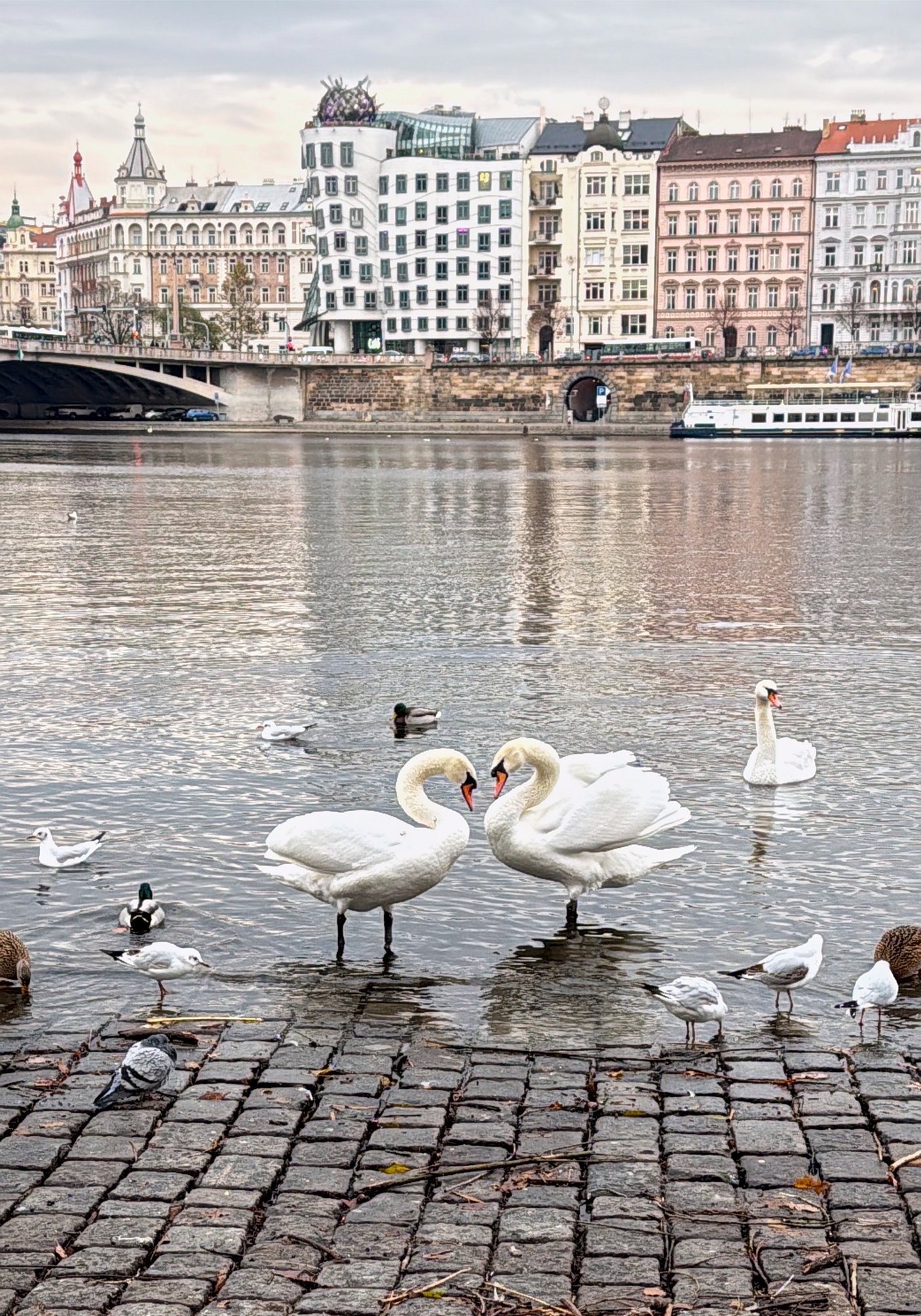 Swans make a heart shape in Prague