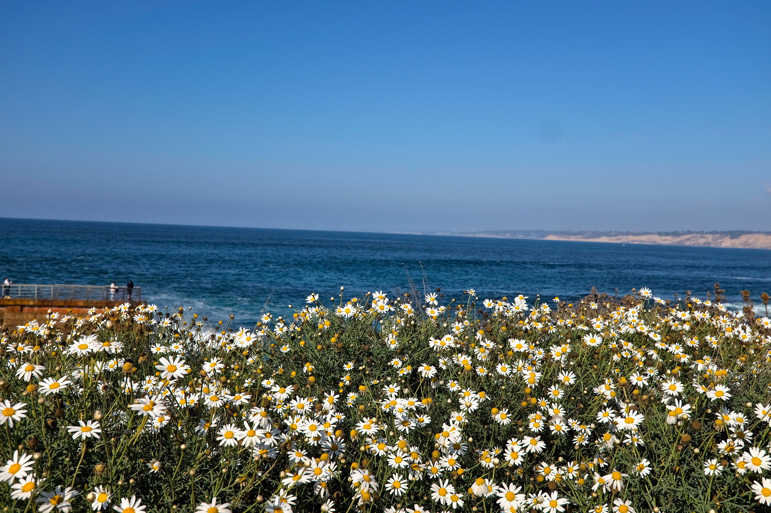 Flowers on the beach in La Jolla