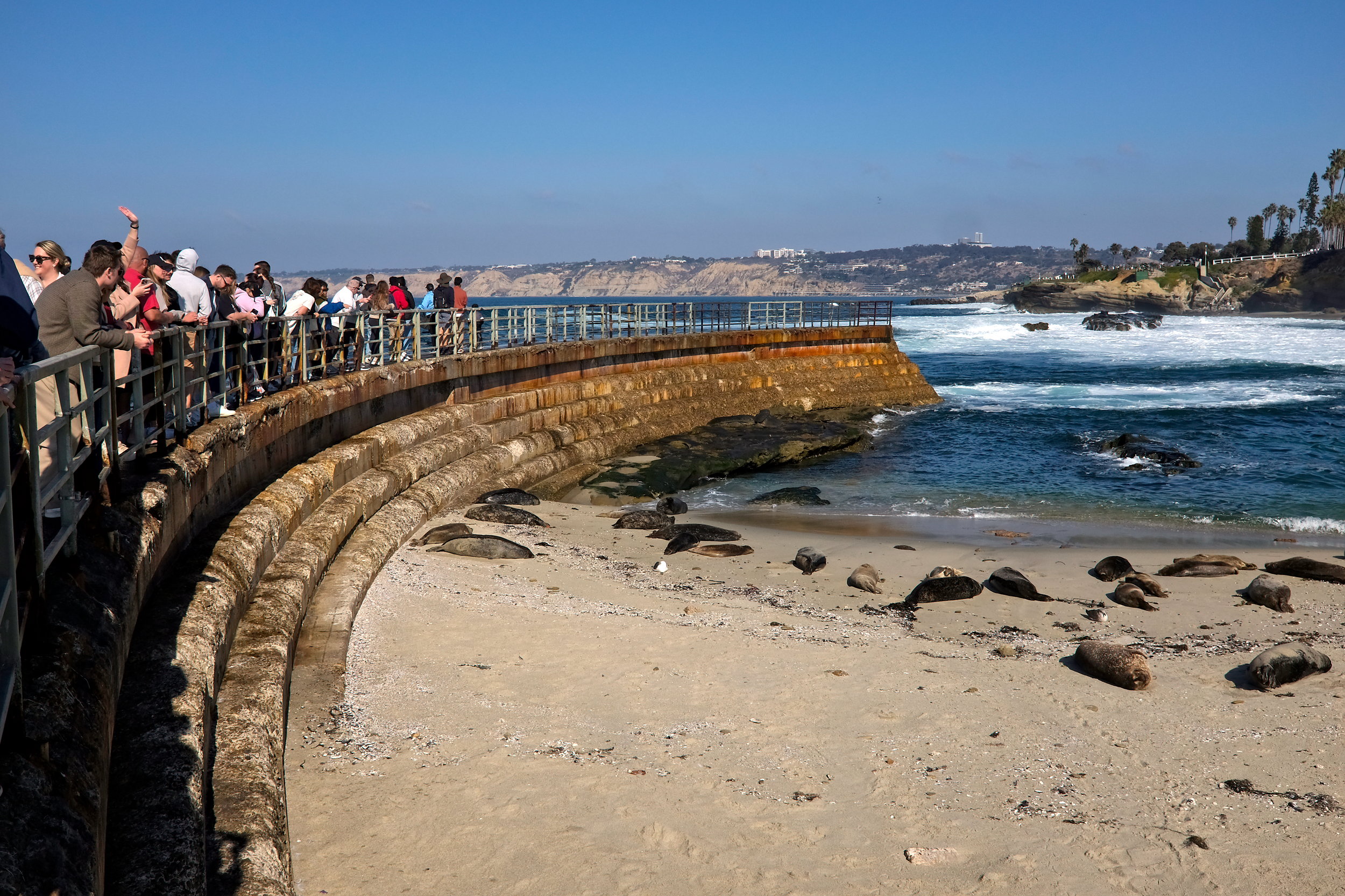 Seals in La Jolla