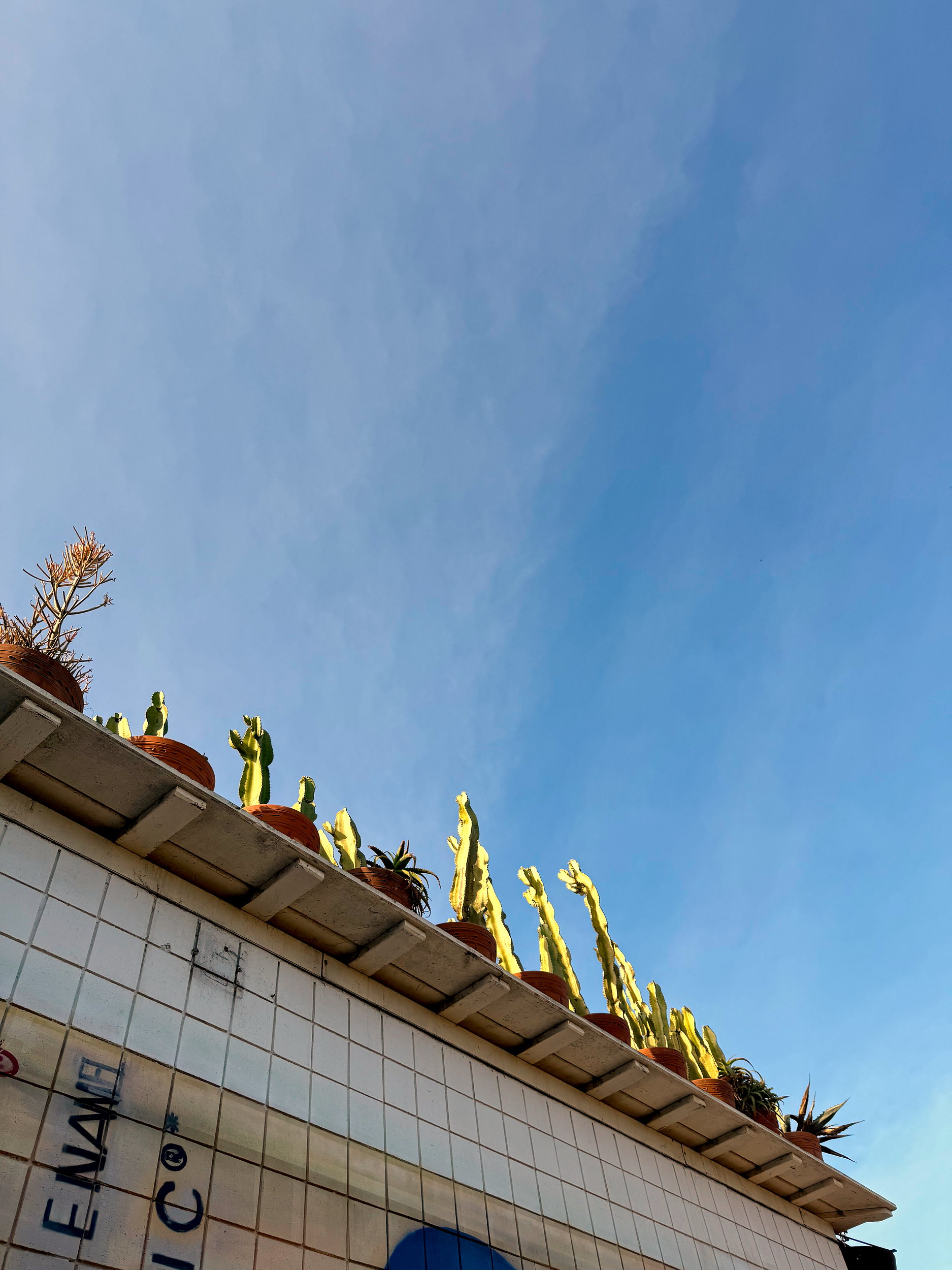 Cacti on a roof in San Diego