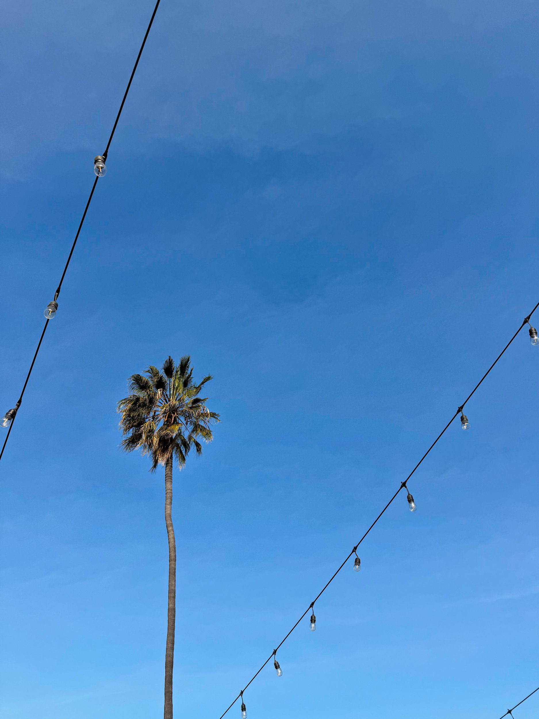 A palm tree and string lights in San Diego